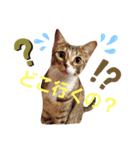 なえ、まろの日常4（個別スタンプ：7）
