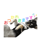 ♡むーたん♡【チワワ】（個別スタンプ：5）