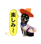 ♡むーたん♡【チワワ】（個別スタンプ：8）