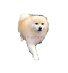ポメラニアンのマカロンくん（個別スタンプ：1）
