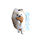 ポメラニアンのマカロンくん（個別スタンプ：2）