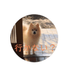ポメラニアンのマカロンくん（個別スタンプ：3）