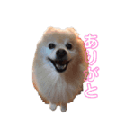 ポメラニアンのマカロンくん（個別スタンプ：9）