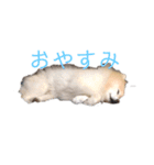 ポメラニアンのマカロンくん（個別スタンプ：10）