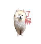 ポメラニアンのマカロンくん（個別スタンプ：11）