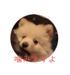 ポメラニアンのマカロンくん（個別スタンプ：16）
