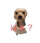 ささやんちのアンドリュー❤️（個別スタンプ：1）