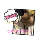 ささやんちのアンドリュー❤️（個別スタンプ：7）