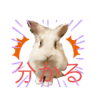 うさぎ、リス、チンチラの同調系（個別スタンプ：1）