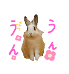 うさぎ、リス、チンチラの同調系（個別スタンプ：2）