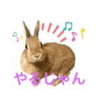 うさぎ、リス、チンチラの同調系（個別スタンプ：3）