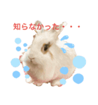 うさぎ、リス、チンチラの同調系（個別スタンプ：4）