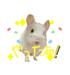 うさぎ、リス、チンチラの同調系（個別スタンプ：5）