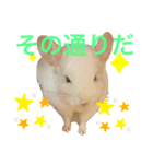 うさぎ、リス、チンチラの同調系（個別スタンプ：6）