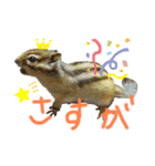 うさぎ、リス、チンチラの同調系（個別スタンプ：7）