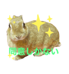 うさぎ、リス、チンチラの同調系（個別スタンプ：8）