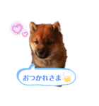 源くんスタンプ 2（個別スタンプ：3）