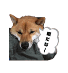 源くんスタンプ 2（個別スタンプ：11）