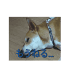 動く雑種犬カイの日常（個別スタンプ：1）