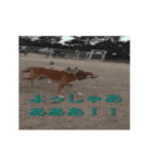 動く雑種犬カイの日常（個別スタンプ：5）