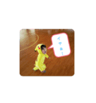 『ゆるネコ』＆『ゆるくま』＆『ゆるピカ』（個別スタンプ：7）