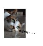 ねこのウリ3（個別スタンプ：1）