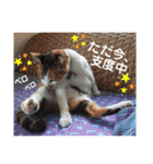ねこのウリ3（個別スタンプ：3）