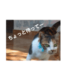 ねこのウリ3（個別スタンプ：4）