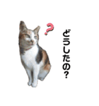 ねこのウリ3（個別スタンプ：5）