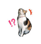 ねこのウリ3（個別スタンプ：8）