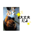 ねこのウリ3（個別スタンプ：9）