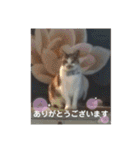 ねこのウリ3（個別スタンプ：10）