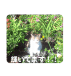 ねこのウリ3（個別スタンプ：11）