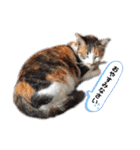 ねこのウリ3（個別スタンプ：14）