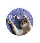 ねこのウリ3（個別スタンプ：17）