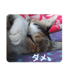 ねこのウリ3（個別スタンプ：18）