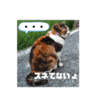 ねこのウリ3（個別スタンプ：19）