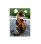 ねこのウリ3（個別スタンプ：20）