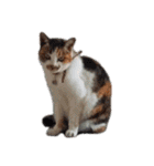 ねこのウリ3（個別スタンプ：22）