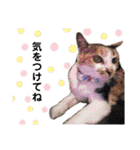 ねこのウリ3（個別スタンプ：26）