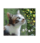 ねこのウリ3（個別スタンプ：29）