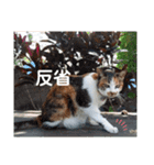 ねこのウリ3（個別スタンプ：30）