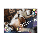 ねこのウリ3（個別スタンプ：32）