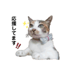 ねこのウリ3（個別スタンプ：36）