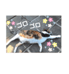 ねこのウリ3（個別スタンプ：39）