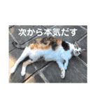 ねこのウリ3（個別スタンプ：40）