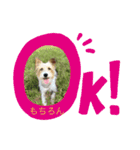 ジャックラッセル日常スタンプ（個別スタンプ：7）