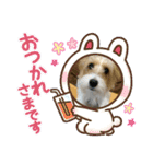 ジャックラッセル日常スタンプ（個別スタンプ：10）