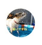 ジャックラッセル日常スタンプ（個別スタンプ：13）