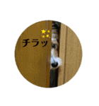 ジャックラッセル日常スタンプ（個別スタンプ：16）